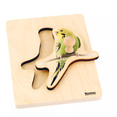 INCASTRI 1-3 ANNI: PAPPAGALLO