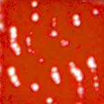 MOSAICO VENEZIANO - CONF.80 TESSERE - ROSSO VERMIGLIONE