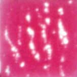 MOSAICO VENEZIANO - CONF.80 TESSERE - FUXIA