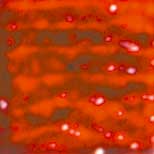 MOSAICO VENEZIANO - CONF.80 TESSERE - ROSSO RUBINO