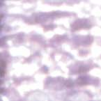 MOSAICO VENEZIANO - CONF.80 TESSERE - LILLA