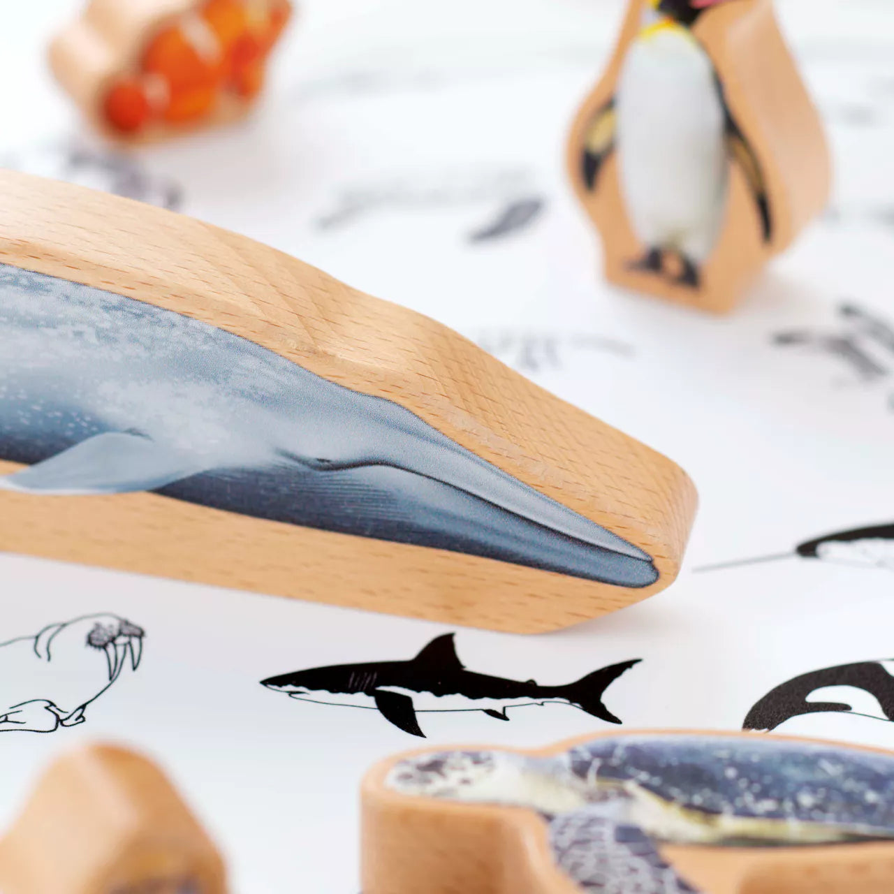 SCATOLA DEGLI ANIMALI DEGLI OCEANI