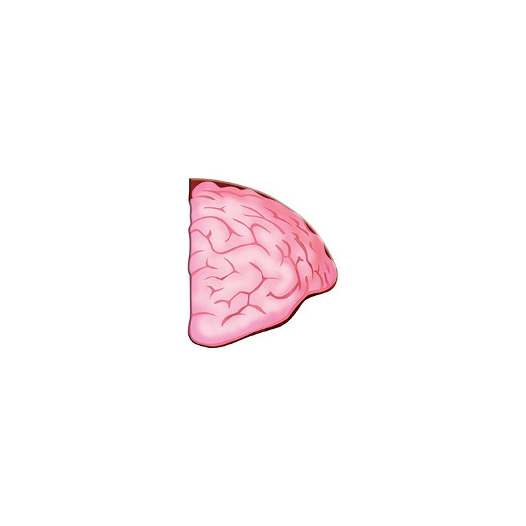 VIAGGIA, CONOSCI, ESPLORA - IL CORPO UMANO