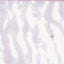 MOSAICO VENEZIANO - CONF.80 TESSERE - ROSA CARNE