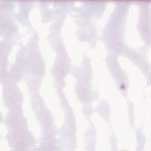 MOSAICO VENEZIANO - CONF.80 TESSERE - ROSA CARNE