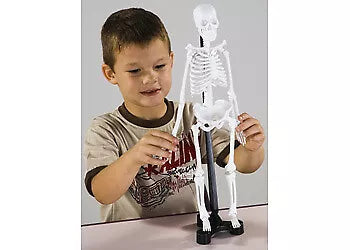 SCHELETRO CORPO UMANO