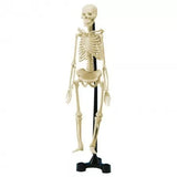 SCHELETRO CORPO UMANO