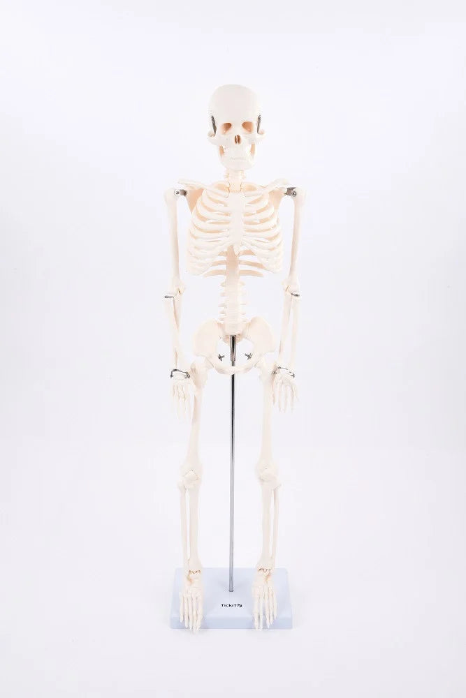 SCHELETRO CORPO UMANO