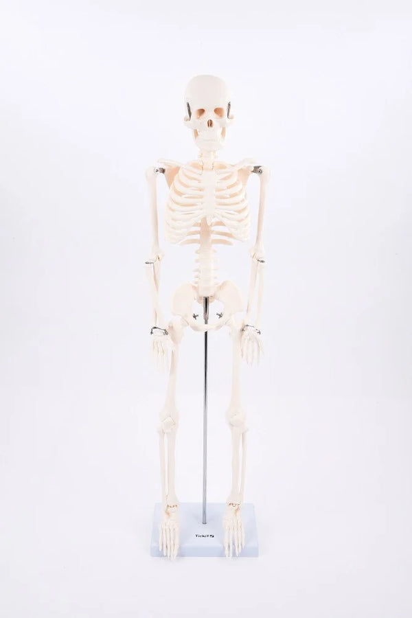 SCHELETRO CORPO UMANO