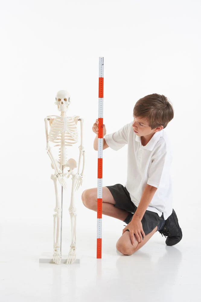 SCHELETRO CORPO UMANO