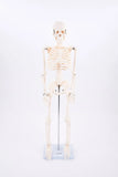 SCHELETRO CORPO UMANO
