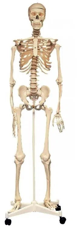 SCHELETRO CORPO UMANO