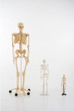 SCHELETRO CORPO UMANO