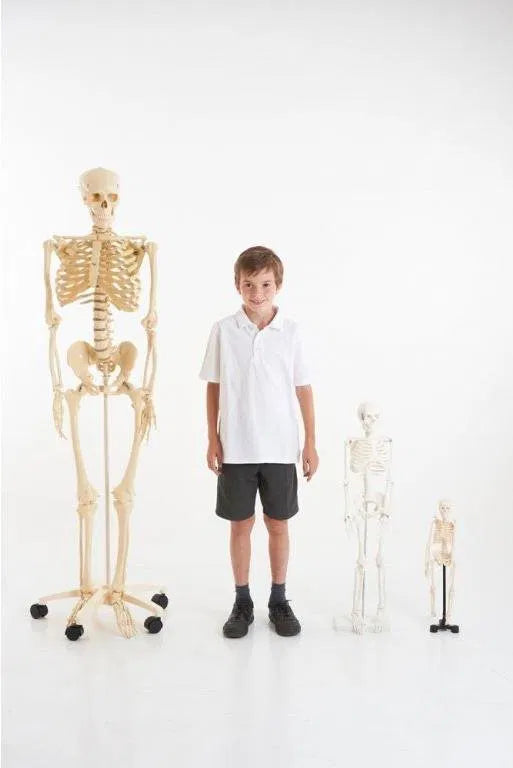 SCHELETRO CORPO UMANO
