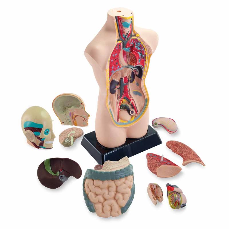 BUSTO ANATOMICO Immagine principale del prodotto