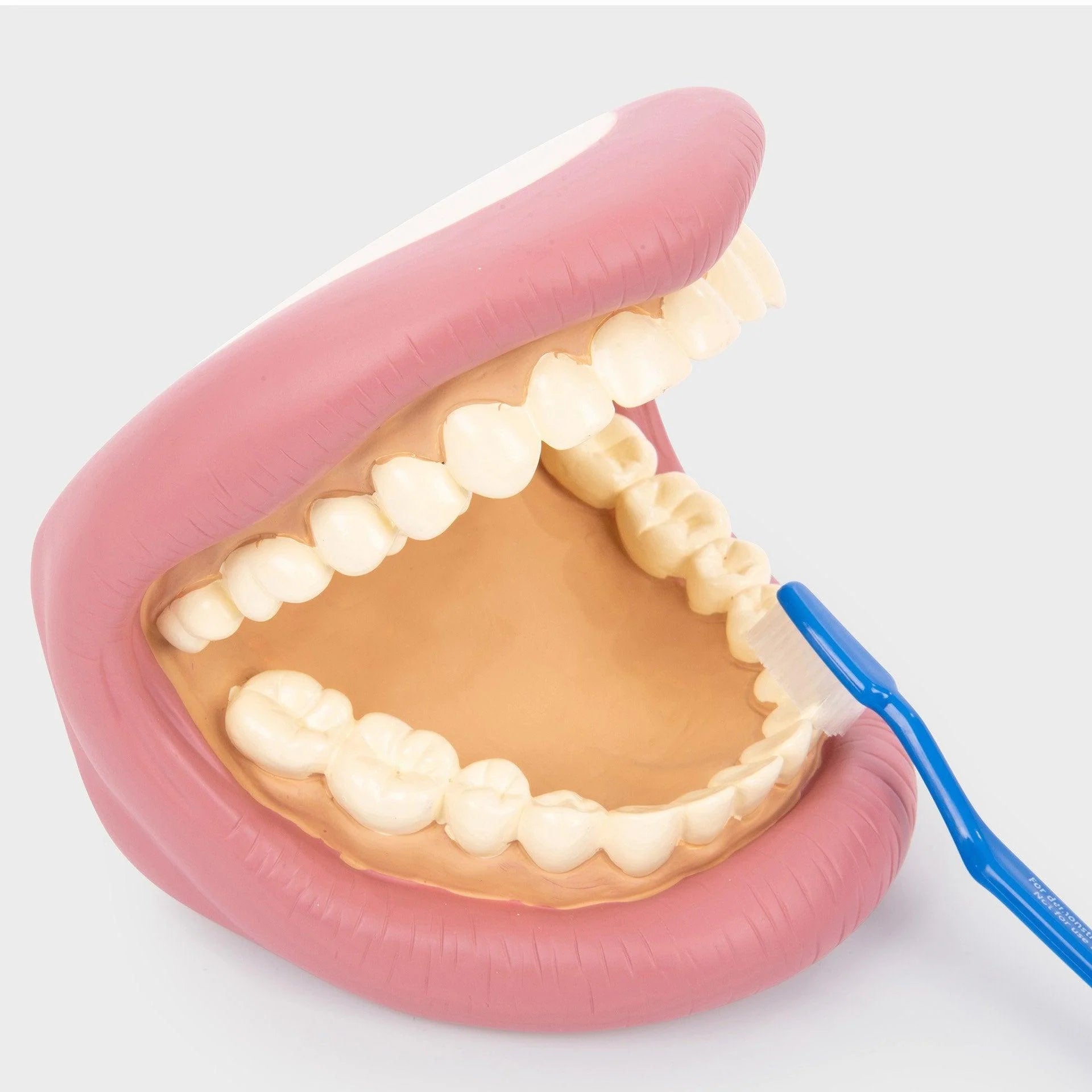 DENTI E SPAZZOLINO