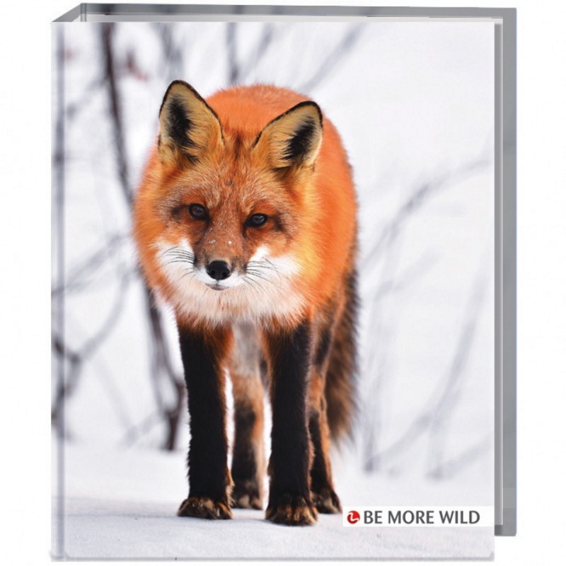 RACCOGLITORE 4 ANELLI A4 WILD DIAM. 30 VOLPE
