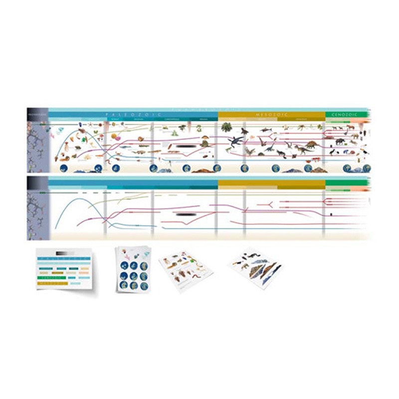 STRISCIA DELL'EVOLUZIONE DELLA VITA SULLA TERRA CON CARTELLINI,INGLESE
